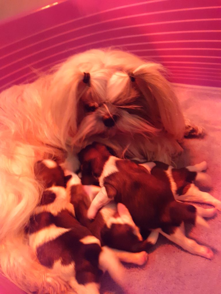 Rainette et ses bébés