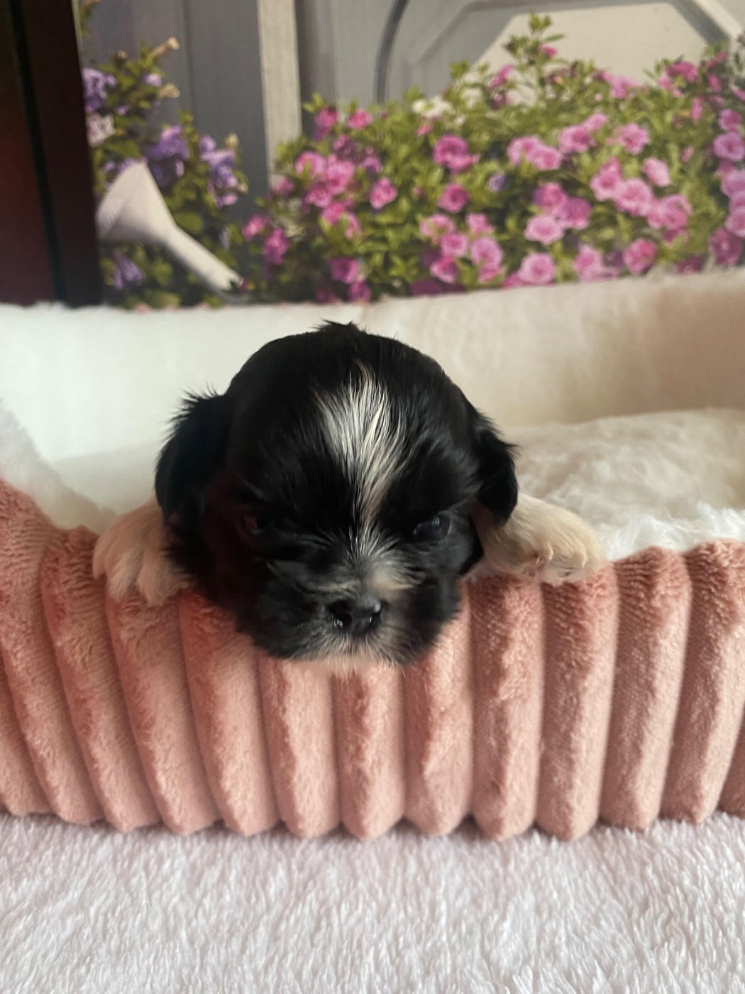 De La Haie Des Bichottes - Chiots disponibles - Shih Tzu