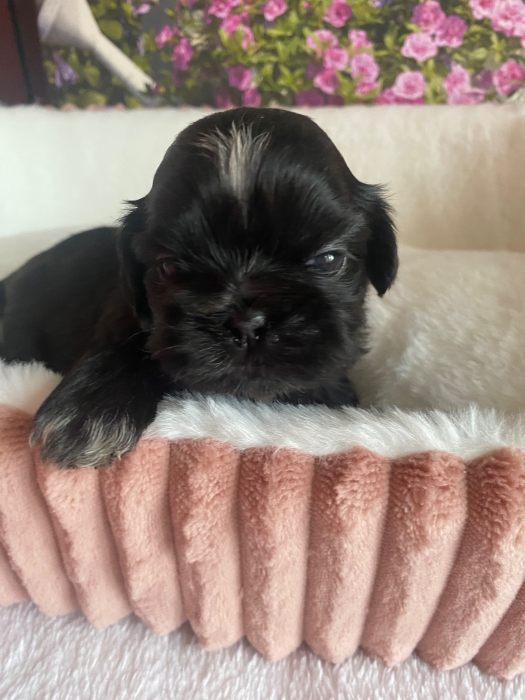 De La Haie Des Bichottes - Chiots disponibles - Shih Tzu