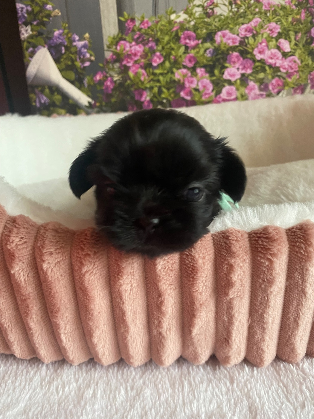 De La Haie Des Bichottes - Chiots disponibles - Shih Tzu
