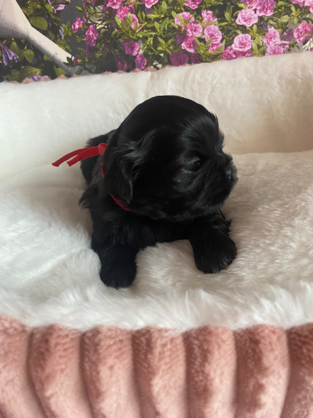 De La Haie Des Bichottes - Chiots disponibles - Shih Tzu
