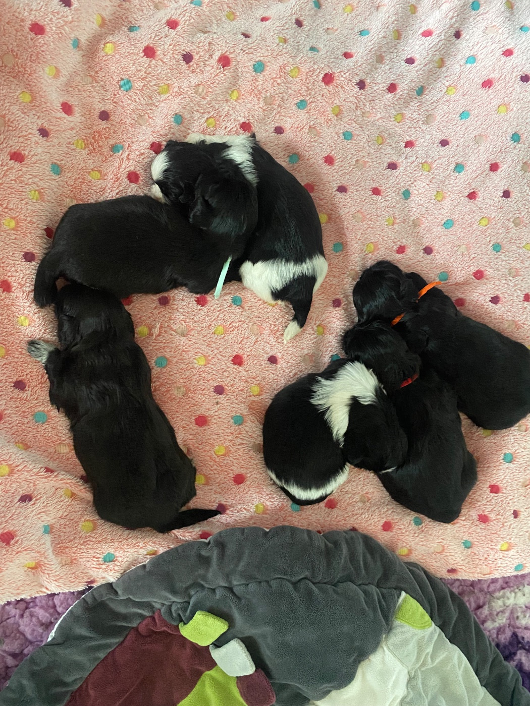 De La Haie Des Bichottes - Shih Tzu - Portée née le 03/03/2026