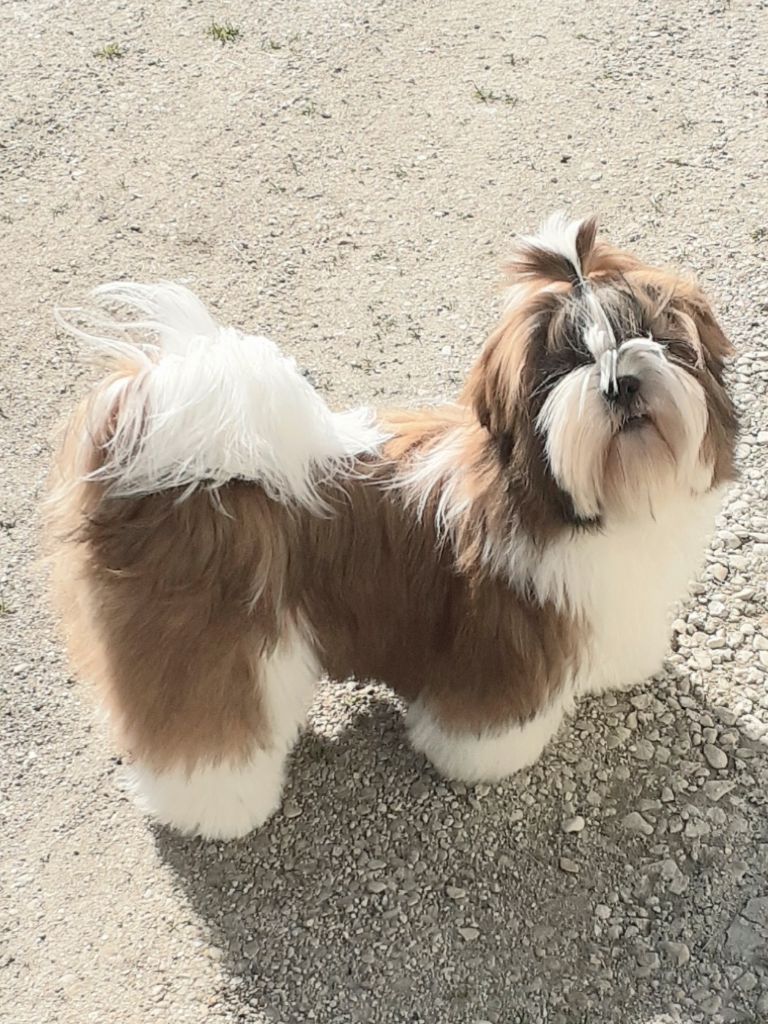 De La Haie Des Bichottes - Shih Tzu - Portée née le 25/10/2024