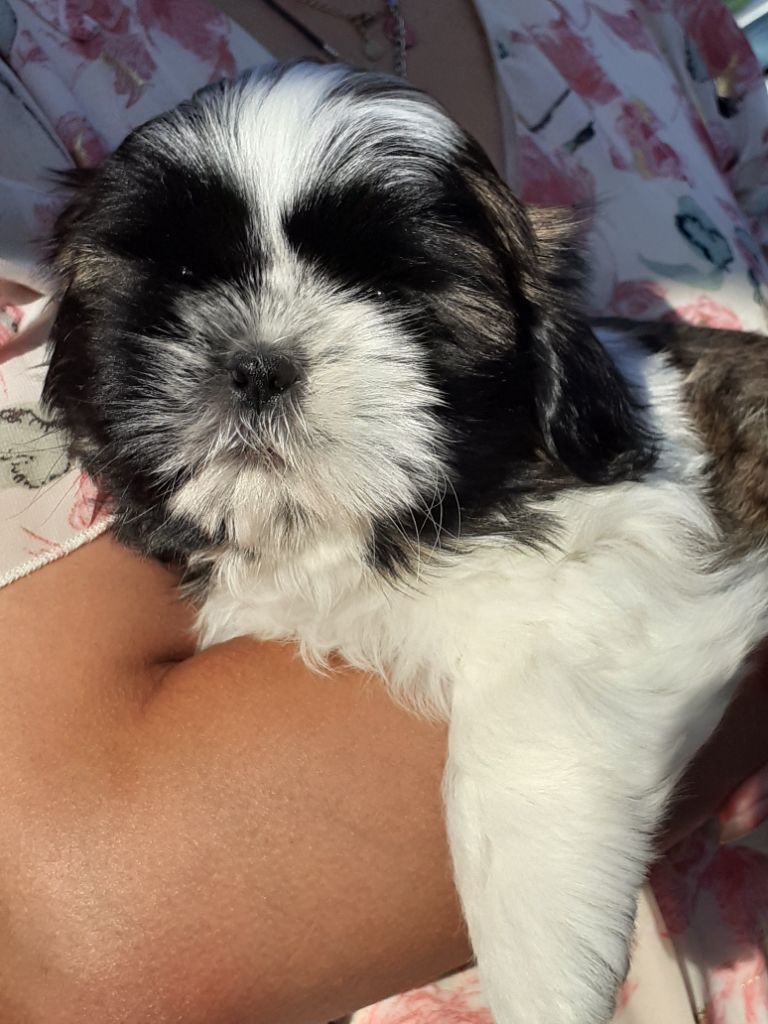 De La Haie Des Bichottes - Chiots disponibles - Shih Tzu