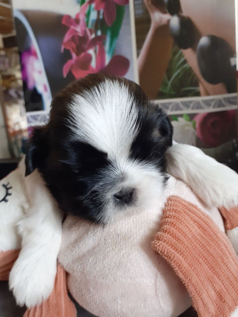 De La Haie Des Bichottes - Chiots disponibles - Shih Tzu