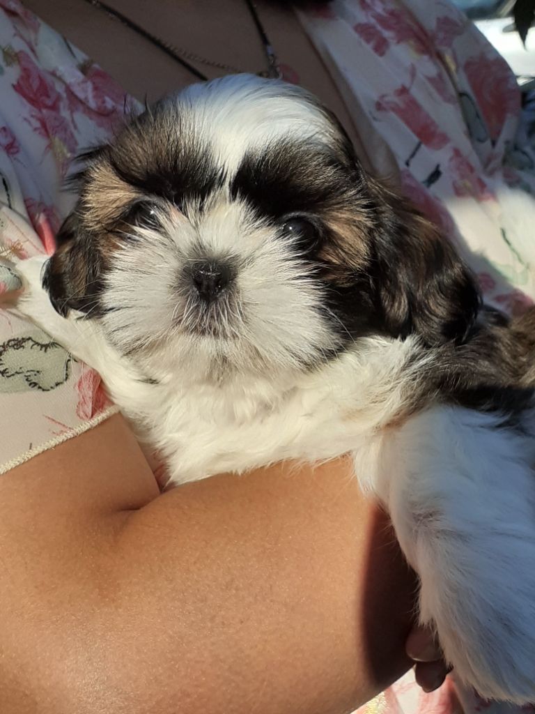 De La Haie Des Bichottes - Shih Tzu - Portée née le 19/05/2025