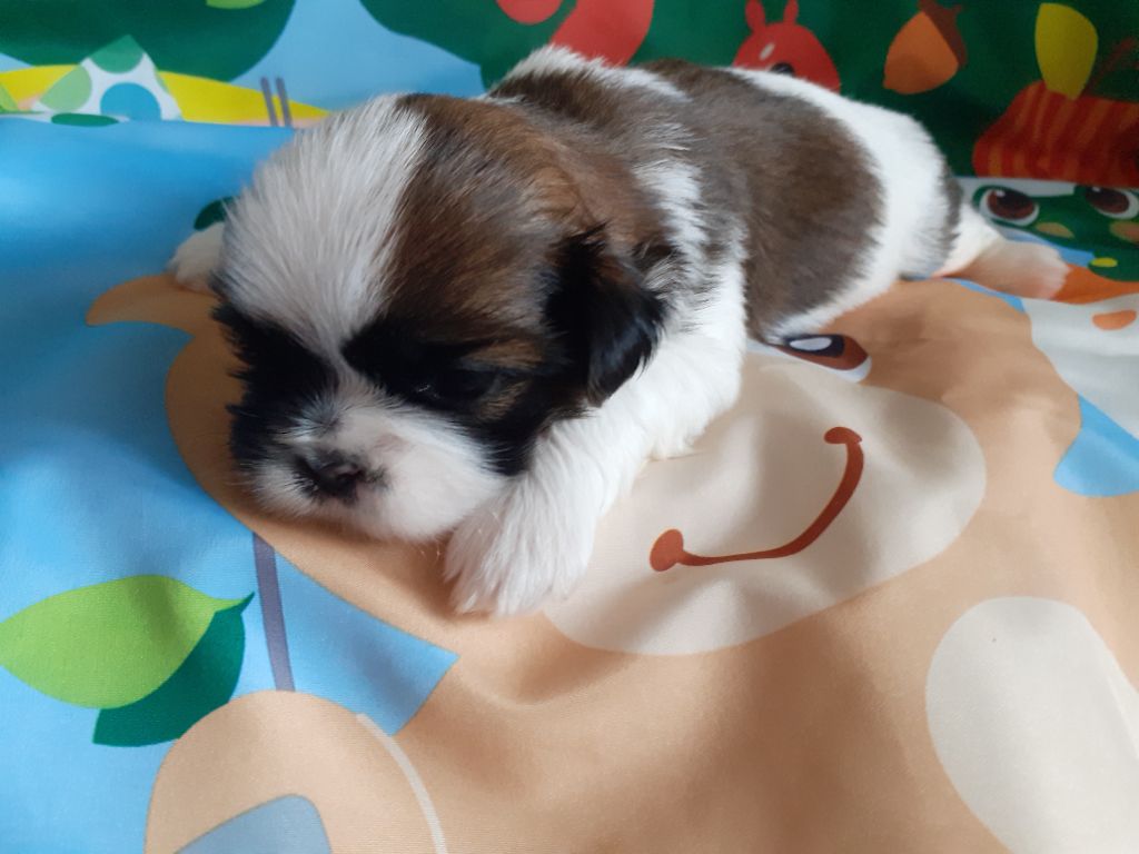 De La Haie Des Bichottes - Chiots disponibles - Shih Tzu