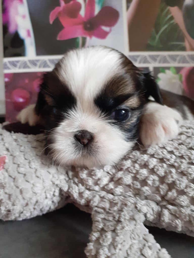 De La Haie Des Bichottes - Chiots disponibles - Shih Tzu