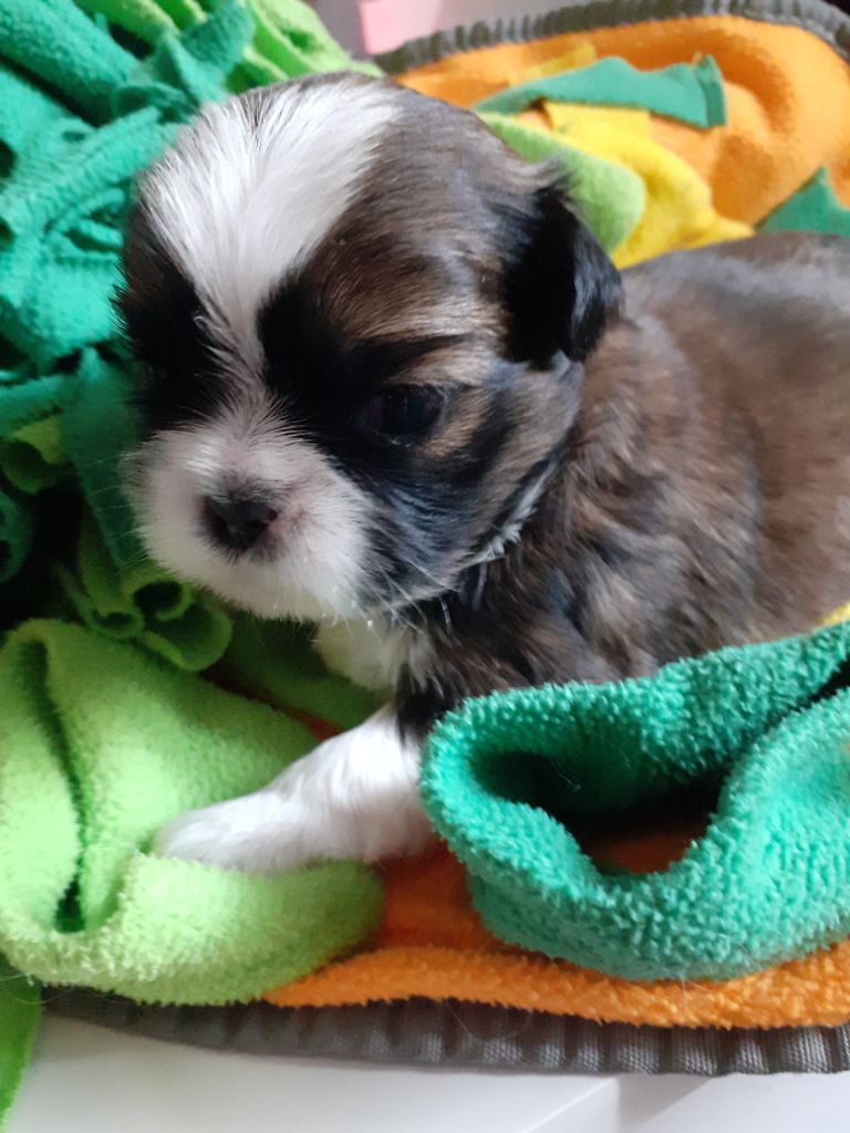 De La Haie Des Bichottes - Chiots disponibles - Shih Tzu